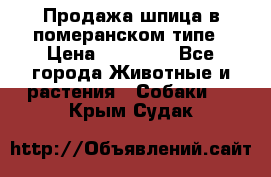 Продажа шпица в померанском типе › Цена ­ 20 000 - Все города Животные и растения » Собаки   . Крым,Судак